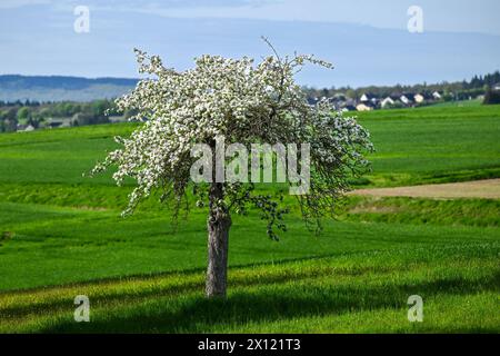 15.04.2024, DE, Apfelbaum in voller Blüte ein Apfelbaum steht in voller Blüte an einem sonnigen Frühlingstag auf einem Feld. Die Blüte beginnt, aufgrund der klimatischen Veränderungen in den vergangenen Jahren, bereits Anfang/Mitte April. Rheinland-Pfalz Deutschland *** 15 04 2024, DE, Apfelbaum in voller Blüte an einem sonnigen Frühlingstag in einem Feld beginnt die Blüte aufgrund der Klimaveränderungen der letzten Jahre bereits Anfang April Rheinland-Pfalz Deutschland Stockfoto