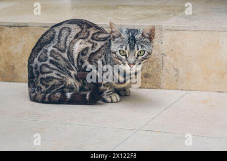 Reinrassige silberne bengalische Katze posiert im Freien Stockfoto