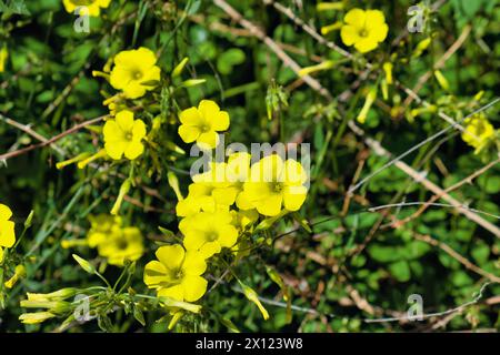 Blüten und Knospen von Oxalis pes-caprae (afrikanischer Sauerampfer, Sauerampfer, Bermuda-Sauerampfer), einer invasiven Art in vielen Teilen der Welt Stockfoto