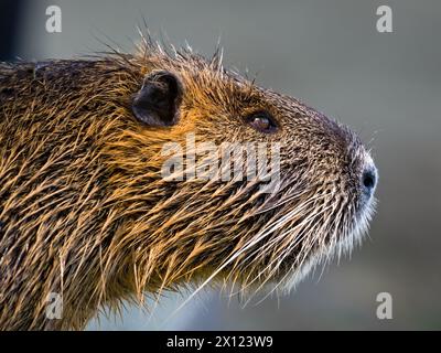 Myocastor coypus aka Nutria oder Sumpfratte. Nahaufnahme des Kopfporträts. Invasives Nagetier in der Moldau in Prag. Tschechische republik. Stockfoto