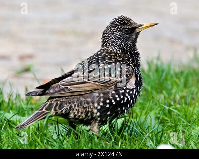 Sturnus vulgaris alias europäischer Star im Gras. Gewöhnlicher Vogel in der Tschechischen republik. Stockfoto