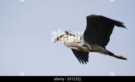 Ardea cinerea aka Graureiher. Ein riesiger Vogel fliegt über der Moldau mit gejagten Fischen im Schnabel. Stockfoto