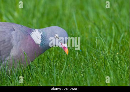 Columba palumbus, alias Common Wood Pigeon, jagt Würmer im Gras. Gewöhnlicher Vogel tschechischer Natur. Stockfoto