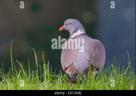 Columba palumbus, auch bekannt als gemeines Holztaubenporträt. Gewöhnlicher Vogel tschechischer Natur. Stockfoto