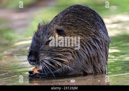 Myocastor coypus aka Nutria oder Sumpfratte isst Karotten im Wasser. Invasives Nagetier in der Moldau in Prag. Tschechische republik. Stockfoto