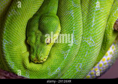 „Ich beobachte dich“ – „Lime“, ein Porträt einer Manokwari Green Tree Python, die sich auf einem Zweig zusammengerollt hat. Stockfoto