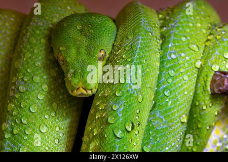 Porträt von „Lime“, einer Manokwari Green Tree Python, die sich auf einem Zweig mit Wassertröpfchen zusammengerollt hat, die er aus seinem Körper trinkt. Stockfoto