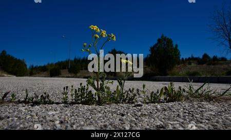 Bäume blühen im Frühling. Die ersten Blüten und Samen verschiedener Pflanzenarten wie Ahorn. Blätter vor blauem Himmel. Der Fokus liegt auf dem Fro Stockfoto