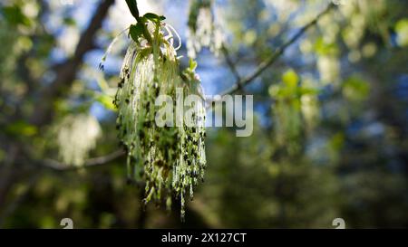 Bäume blühen im Frühling. Die ersten Blüten und Samen verschiedener Pflanzenarten wie Ahorn. Blätter vor blauem Himmel. Der Fokus liegt auf dem Fro Stockfoto