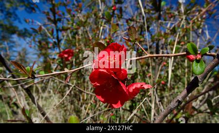 Sträucher blühen im Frühling. Die ersten Blüten und Samen des japanischen Quittenbusches. Rote Buschblume vor blauem Himmel. Chaenomeles speciosa. (Japan Stockfoto