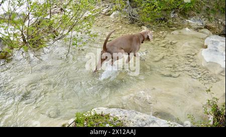 Jagdhund Weimaraner in den Bergen am Bergfluss. Stockfoto