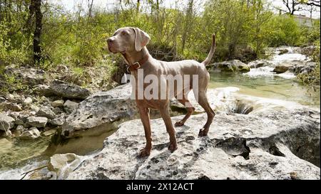 Jagdhund Weimaraner in den Bergen am Bergfluss. Stockfoto