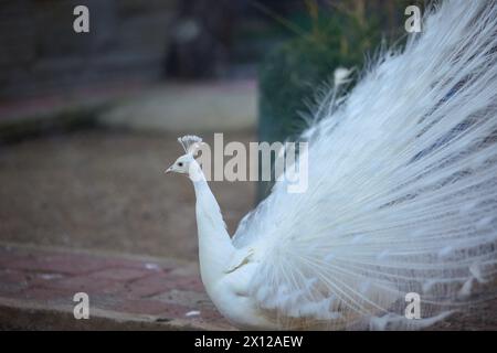 Antalya, Türkei, 02.22.2021: Weißer Pfau mit seinem herrlichen offenen Schwanz und schönen Federn im botanischen Garten Stockfoto