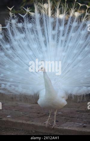 Antalya, Türkei, 02.22.2021: Weißer Pfau mit seinem herrlichen offenen Schwanz und schönen Federn im botanischen Garten Stockfoto