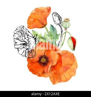Handgezeichnete Aquarelle botanische Illustration Blumen Blätter. Roter Mohn Papaver, Stiele Knospen Samenkörner. Feldstrauß isoliert auf weißem Hintergrund Stockfoto