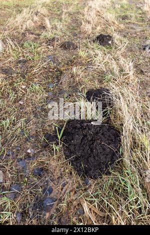 Maulwürfel und trockenes letztes Jahr auf dem Feld in den letzten Wintermonaten, gelbes und trockenes Gras im Winter nach der Schneeschmelze Stockfoto