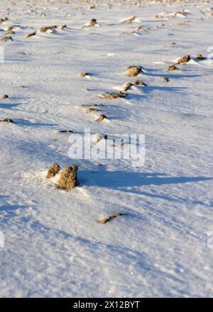 Ein Feld wurde mit Boden gepflügt, der teilweise mit Schnee bedeckt ist, im Winter ragen Bodenstücke unter dem Schnee hervor Stockfoto