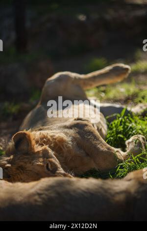 Antalya, Türkei, 02.22.2021: Löwe liegt auf dem Boden und entspannt in der Sonne im Zoo Stockfoto