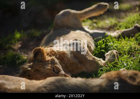 Antalya, Türkei, 02.22.2021: Löwe liegt auf dem Boden und entspannt in der Sonne im Zoo Stockfoto