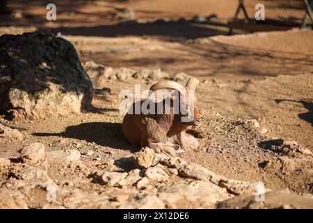 Antalya, Türkei, 02.22.2021: Rocky Mountain Dighorn Schafe im Zoo auf dem Boden liegen Stockfoto