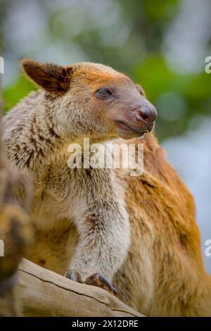Porträtieren Sie das gegrillte Baumkänguru Stockfoto