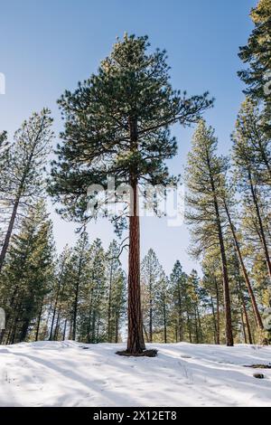 Hohe, hoch aufragende Ponderosa-Kiefer im Winter im Wald Stockfoto