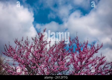Redbud-Baum in Blüte vor blauem bewölktem Himmel Stockfoto
