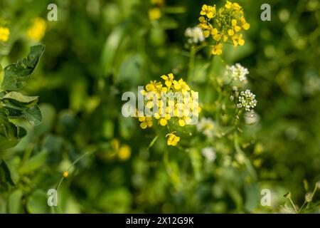 Ein Haufen gelber Blumen sind auf einem grünen Feld Stockfoto