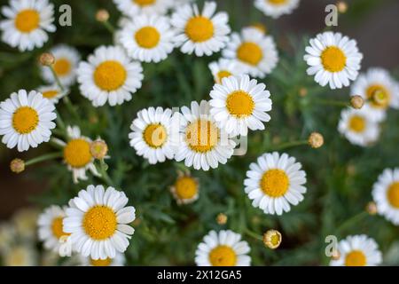 Ein Haufen weißer und gelber Blumen mit gelben Mittelpunkten Stockfoto