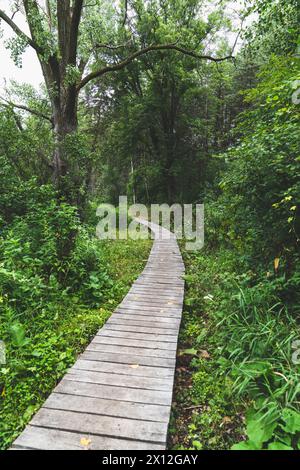 Machen wir Einen Spaziergang im Wald Stockfoto