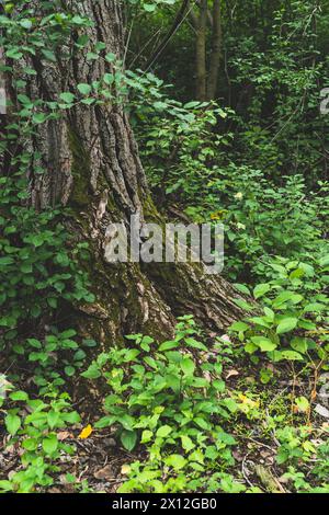 Bewundern Sie Alle Üppigen Waldgrüns Stockfoto
