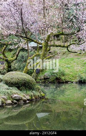 Ein Baum mit rosa Blüten ist in einem Park mit einem Teich Stockfoto