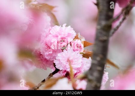 Nahaufnahme von üppig rosa Doppelblüten auf einem Kirschbaum Stockfoto