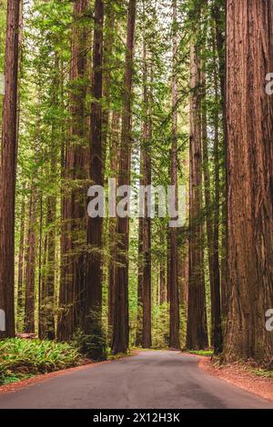 Eine Straße schlängelt sich durch hoch aufragende alte Mammutbäume. Stockfoto
