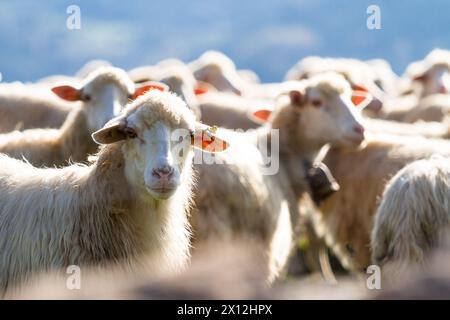 Schafherde, die auf freiem Gelände weidet Stockfoto