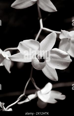 Elegante Orchideenblüten in zeitlosem Monochrom, die jedes Tier anmutig machen Stockfoto