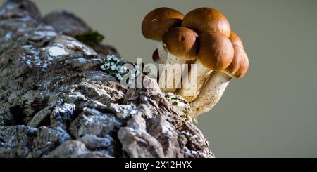 Pilzgruppe - Armillariella mellea - auf einem Baumstamm Stockfoto