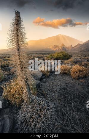 Teide Vulkan Sonnenuntergang, Teneriffa - Rote Bugloss Blume im Winter Stockfoto