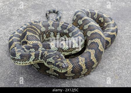 Australischer Teppich Python, Morelia spilota Stockfoto