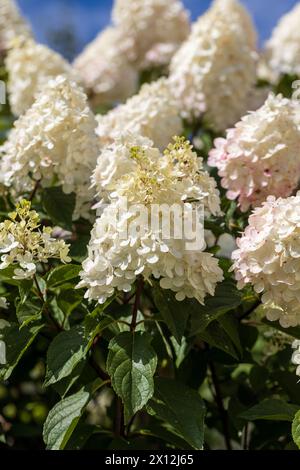 Hortensia paniculata Vanille Fraise auf einem Stamm Stockfoto