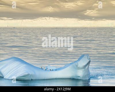 Adelie-Pinguine auf einer Eisscholle in der Orleans Strait vor Trinity Island, Antarktis Stockfoto