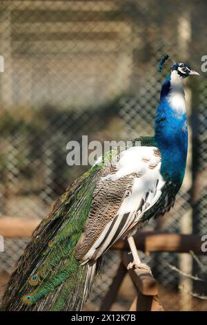 Antalya, Türkei, 02.22.2021: Der Peafowl (Pavo cristatus), bekannt als der Pfau, sitzt auf einem Zweig im Zoo Stockfoto