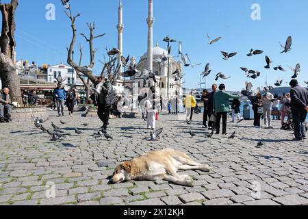 Istanbul Türkei - ein streunender Hund schläft unter den Besuchern der Ortakoy Moschee im März 2024 Stockfoto