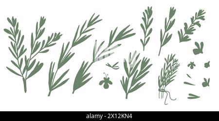 Rosmarin-Silhouette isoliert auf weißem Hintergrund. Frischer Kräuterzweig mit grünen Blättern und einfachen Blüten. Handgezeichnete Vektorgrafik. Stock Vektor