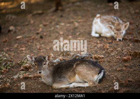 Antalya, Türkei, 02.22.2021: Dieses wunderschöne Rehkitz ruhte auf dem Boden im Zoo, erinnert an Bambi Stockfoto