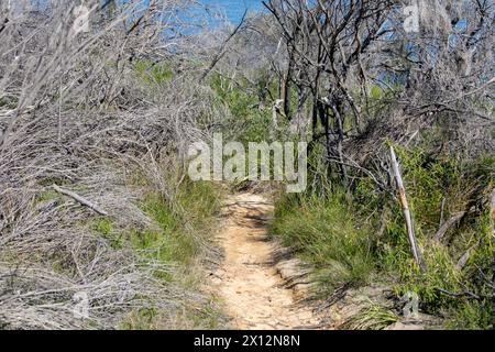 Leuchtturmwanderweg am Dobroyd Head führt zum Leuchtturm Grotto Point am Hafen von Sydney, NSW, Australien Stockfoto