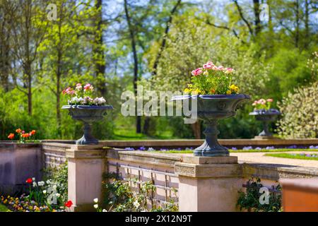 Fruehling im Branitzer Park DEU/Deutschland/Brandenburg/Cottbus, 11.04.2024, Fruehling in Brandenburg - Fuerst-Pueckler-Park Branitz in Cottbus mit Schloss Branitz an einem sonnigen Fruehlingstag im April. *** Frühling in Branitz Park DEU Deutschland Brandenburg Cottbus, 11 04 2024, Frühling in Brandenburg Fuerst Pueckler Park Branitz in Cottbus mit Schloss Branitz an einem sonnigen Frühlingstag im April AF Cottbus 65185.jpeg Stockfoto