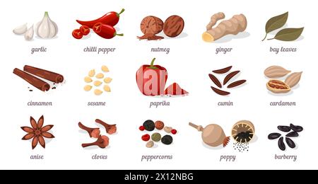 Cartoon-Gewürze. Flache trockene Kräuter und Gewürze zum Kochen, verschiedene Samen und Blätter der asiatischen und indischen Küche. Vektor-isolierter Satz Stock Vektor