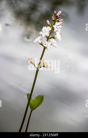 Fieberklee oder Bitterklee (Menyanthes trifoliata) - blühende Pflanze im Gartenteich Stockfoto