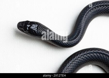 Mexikanische schwarze Königsschlange auf weißem Hintergrund Stockfoto